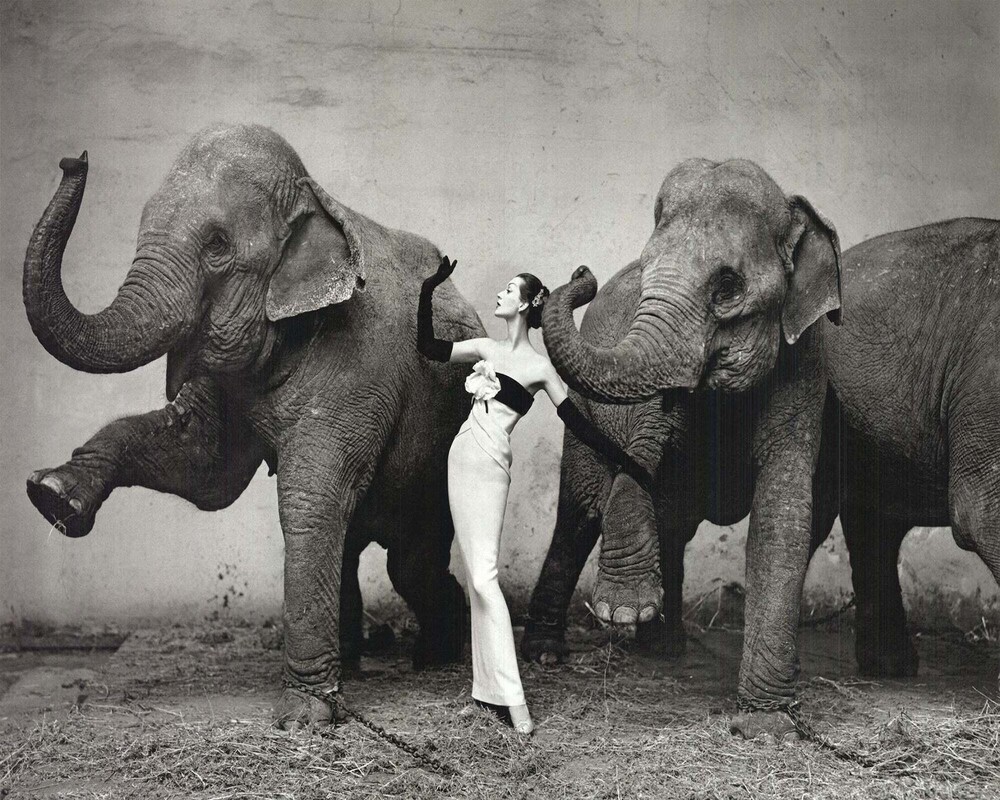 Richard Avedon: The Architect of Modern Visual Identity